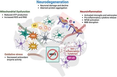 Targeting the NRF2 pathway for disease modification in neurodegenerative diseases: mechanisms and therapeutic implications